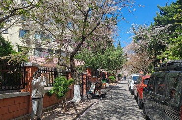 美！青岛市南区三明南路樱花又开了